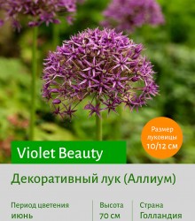  Аллиум (Allium) Violet Beauty